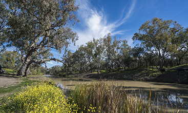 The scenic Namoi River at Walgett in country New South Wales.