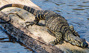 Lace Monitor lizard on a log in the water 
