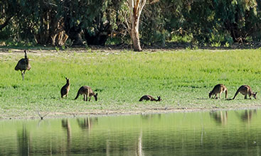 Emus and and kangaroos by the lakes edge 