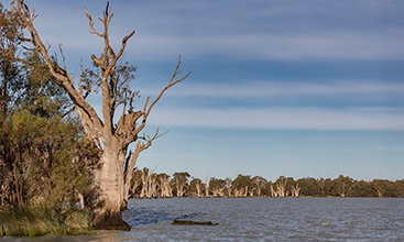 Lake Benanee with tree skeletons on the lake edge, NSW.
