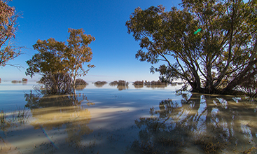 Lake Menindee with trees growing in the water and blue sky.