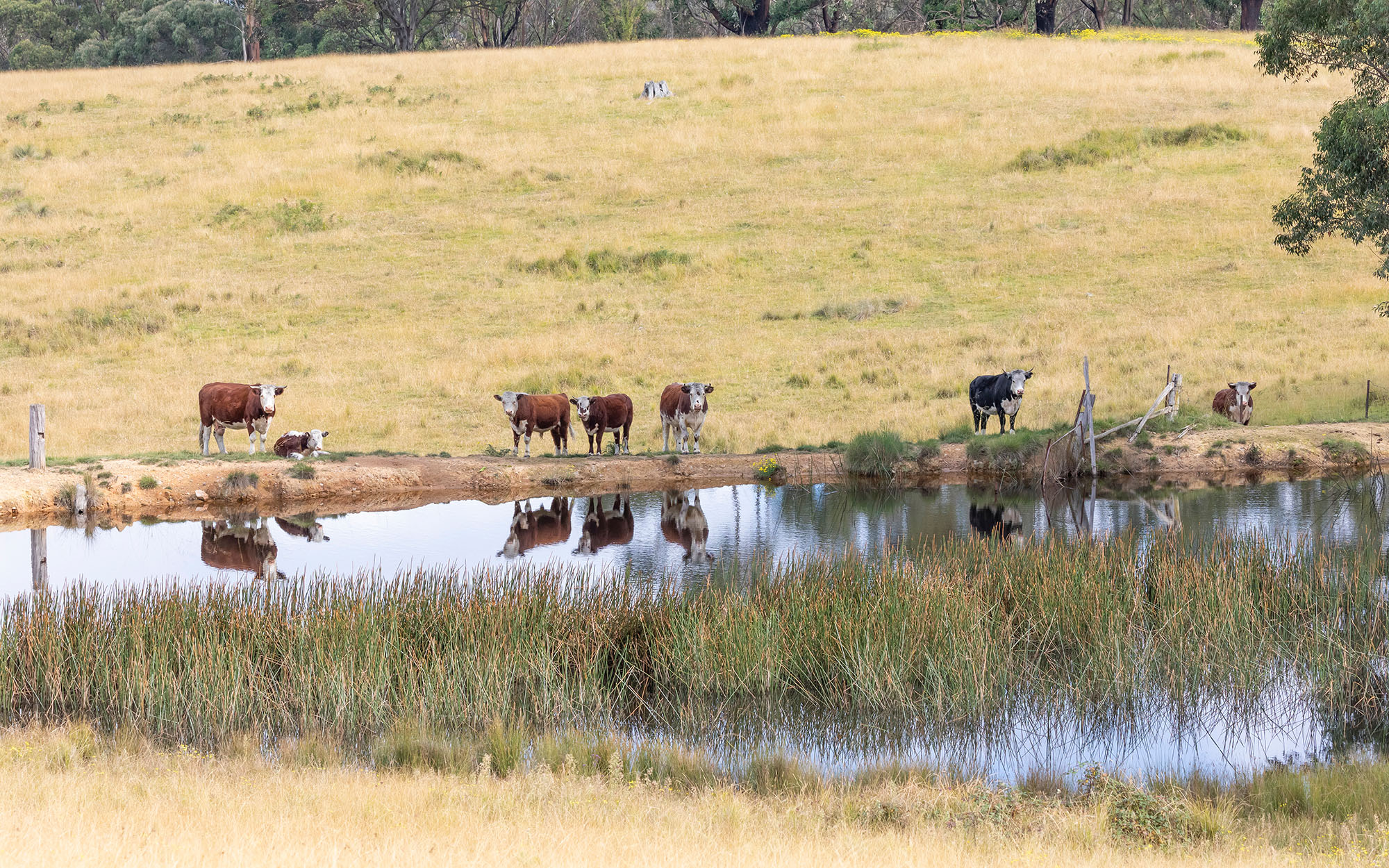 Cows by a dam 