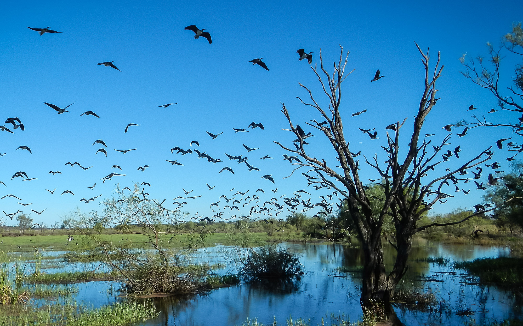 Ibis birds take flight on the Gwydir Wetlands.