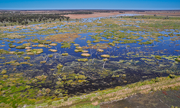 Ibis nests on reed islands Lower Gwydir (Big Leather) Watercourse RAMSAR Wetlands Murray Darling Basin.