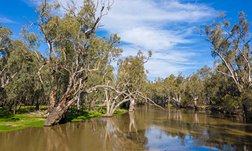The Lachlan river in the central west of New South Wales, Ausrtralia.