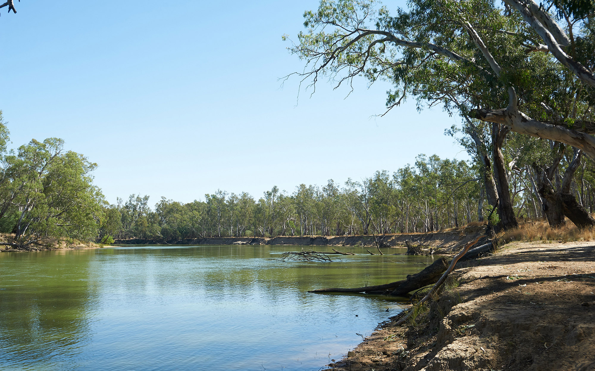 River Red Gums Eucalyptus camaldulensis on the banks of Murray River, Albury.