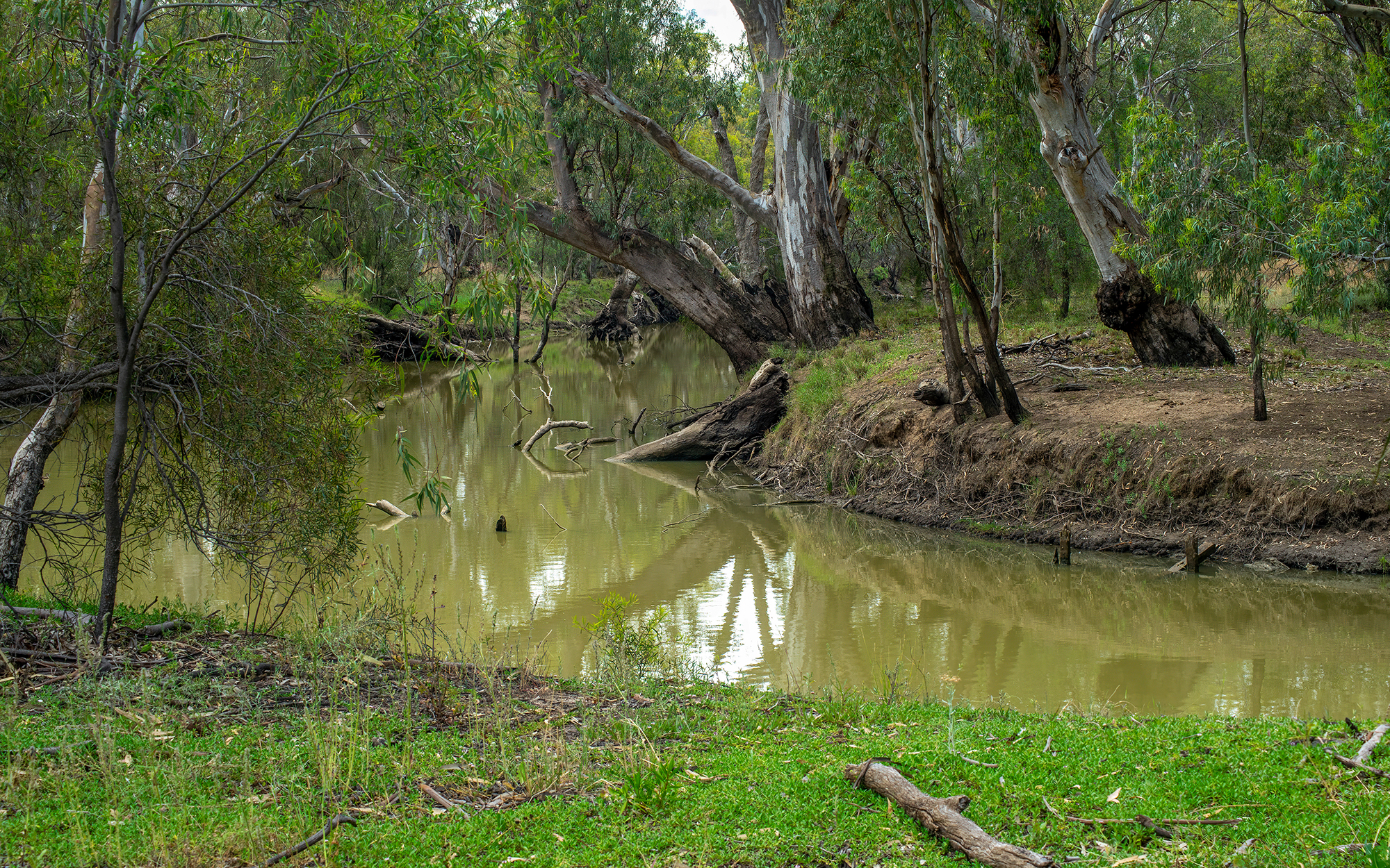 View along the river bank, Lachlan River, Hillston, NSW.