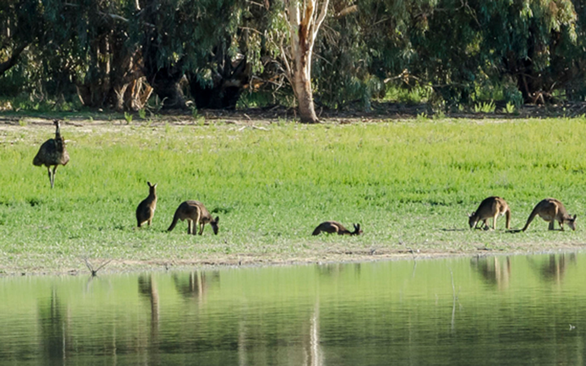 Emus and and kangaroos by the lakes edge 