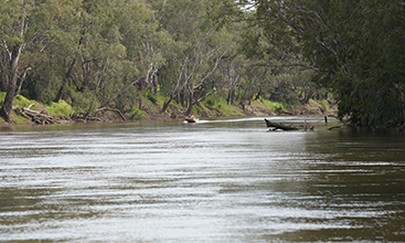 Murrumbidgee River at Wagga Wagga, NSW.