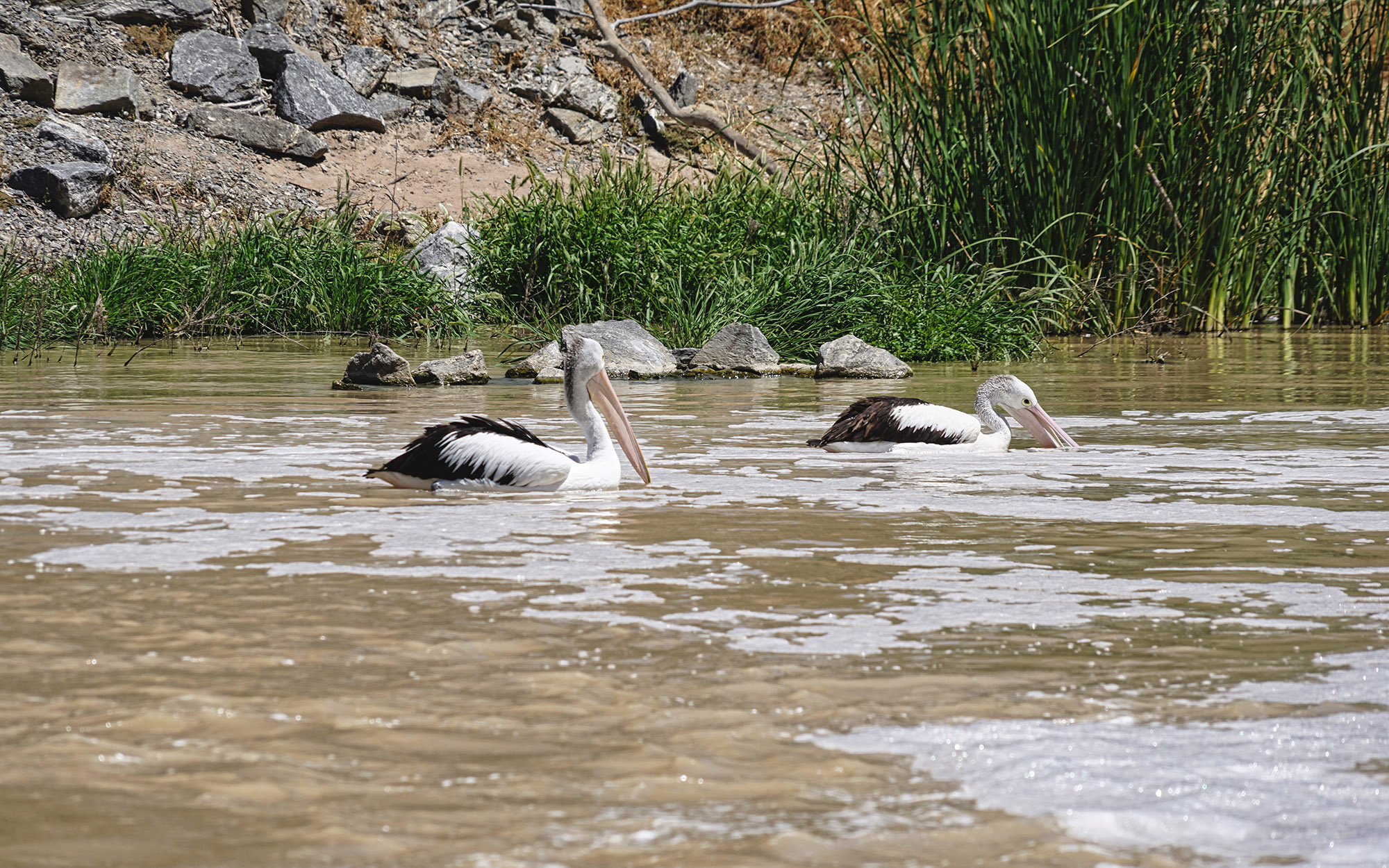 Pelicans on the Darling River at Menindee, New South Wales