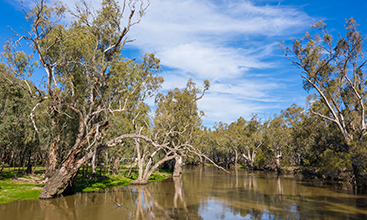 The Lachlan river in the central west of New South Wales.