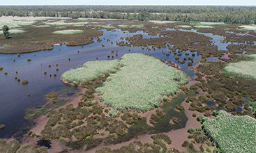 Millewa - Reed birds nesting area on the Murray River - Image credit: Vince Bucello