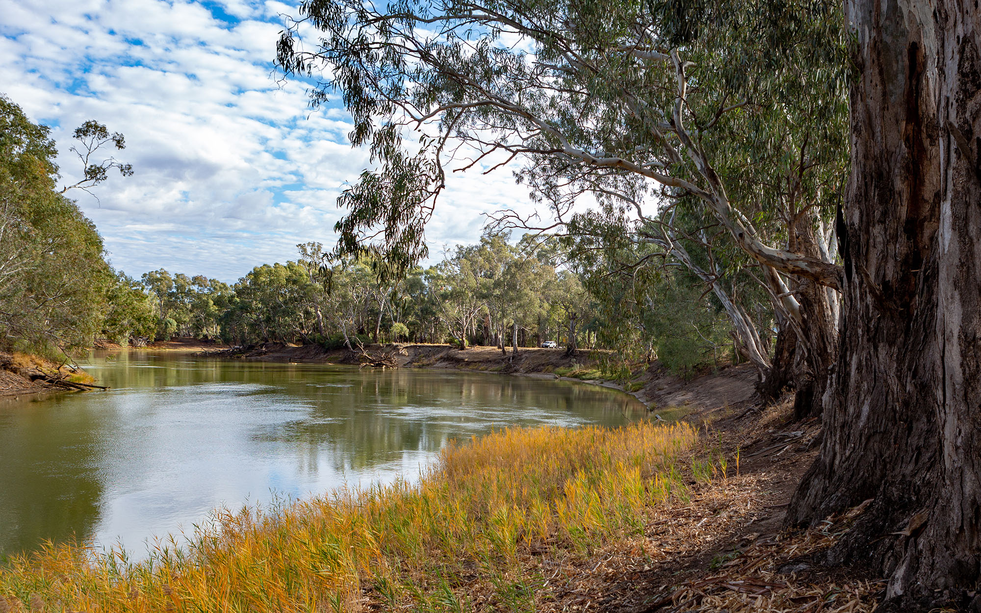 The redgum trees on the banks of the River Murray in Tooleybuc, New South Wales.