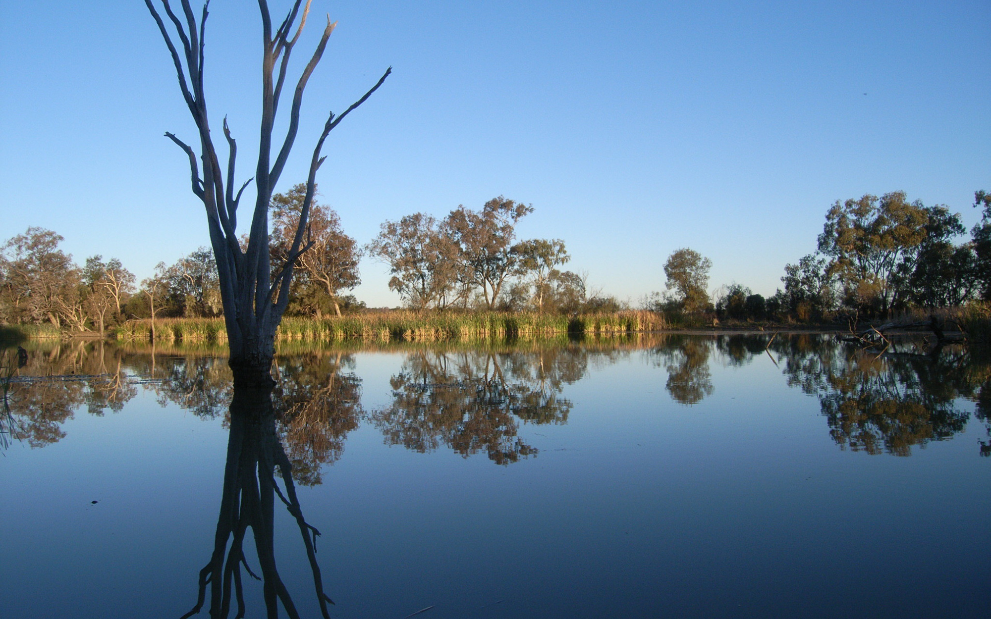Gingham Waterhole, Gwydir Wetlands, Northern NSW - Image credit: Sharon Bowen
