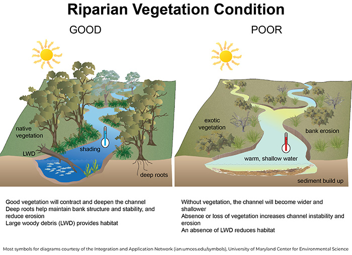 Figure 1. Good versus poor riparian vegetation condition